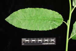 Salix myricoides. Mature leaf.
 Image: D. Glenny © Landcare Research 2020 CC BY 4.0